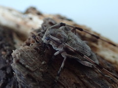Acanthocinus aedilis