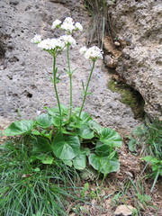 Valeriana asarifolia