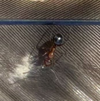 Formica perpilosa