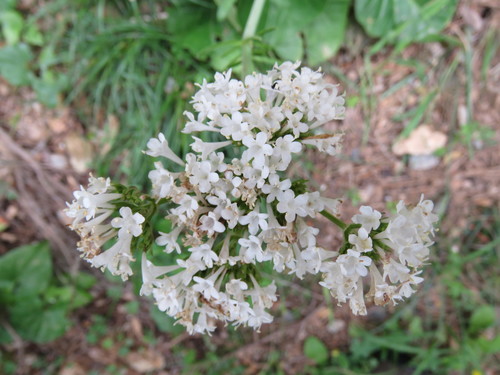 Image of Valeriana asarifolia by (c) Ronald Flipphi, some rights reserved (CC BY-SA)