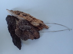 Acanthocinus aedilis