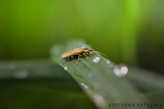 Cantharis decipiens
