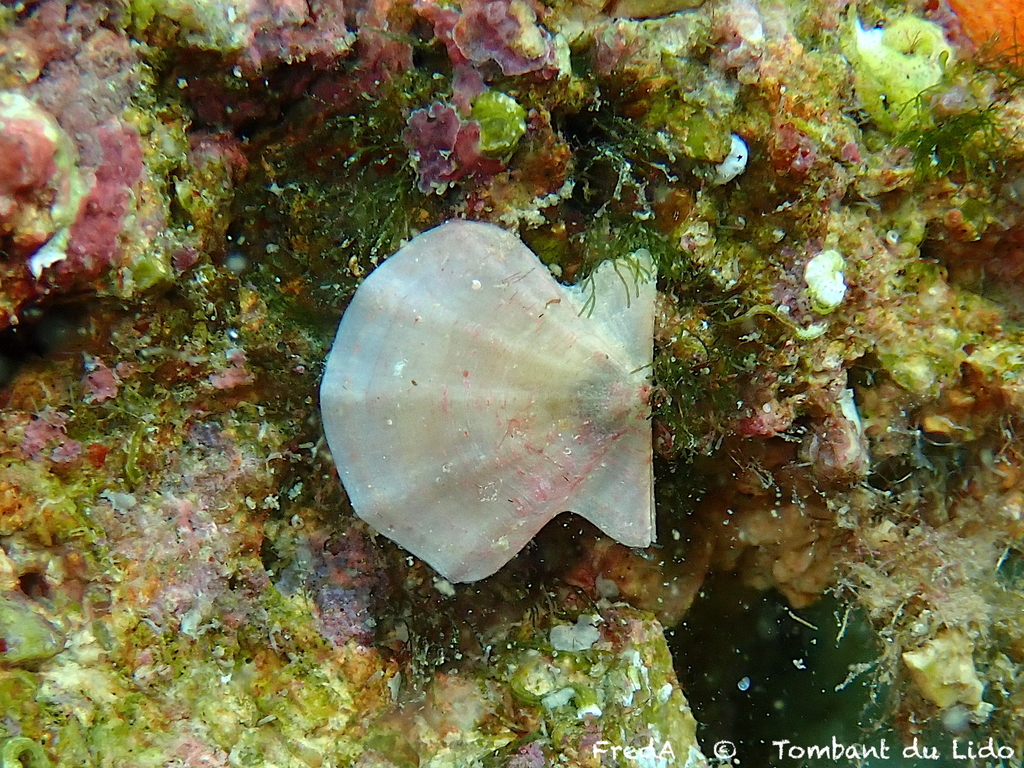 Flexuous Scallop