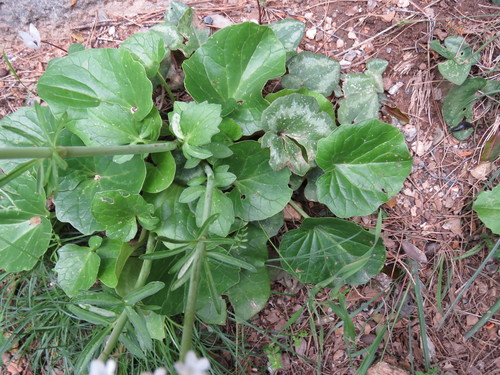 Image of Valeriana asarifolia by (c) Ronald Flipphi, some rights reserved (CC BY-SA)