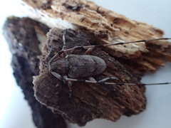 Acanthocinus aedilis