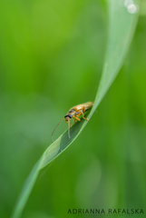 Cantharis decipiens
