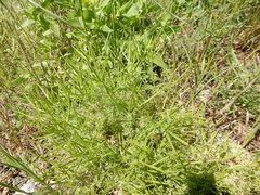 Scandix pecten-veneris