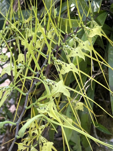 Brassia gireoudiana, photograph 4