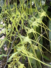 Brassia gireoudiana, photograph (c) Bruce Homer-Smith, some rights reserved (CC BY)