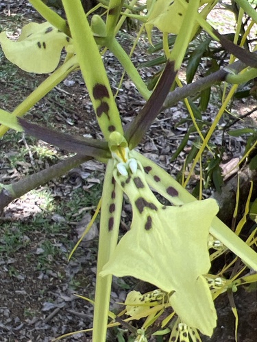 Brassia gireoudiana, photograph 5