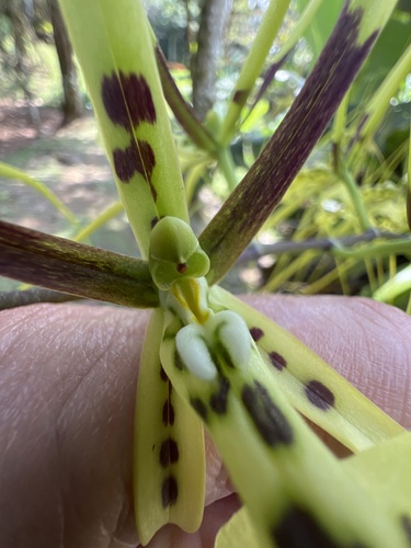 Brassia gireoudiana, photograph 6