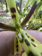 Brassia gireoudiana, photograph (c) Bruce Homer-Smith, some rights reserved (CC BY)