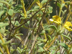 Phlomis lanata