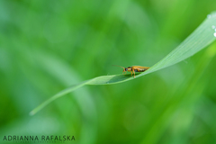 Cantharis decipiens