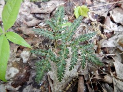 Sceptridium dissectum dissectum