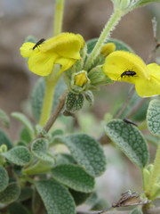 Phlomis lanata