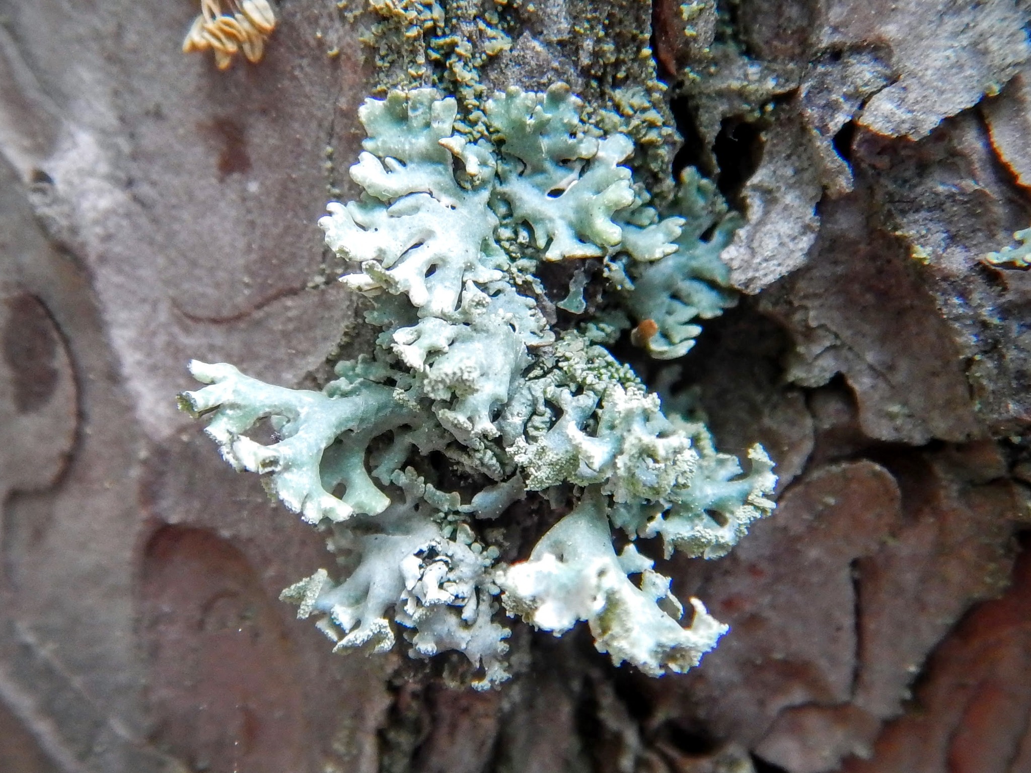 Hypogymnia image