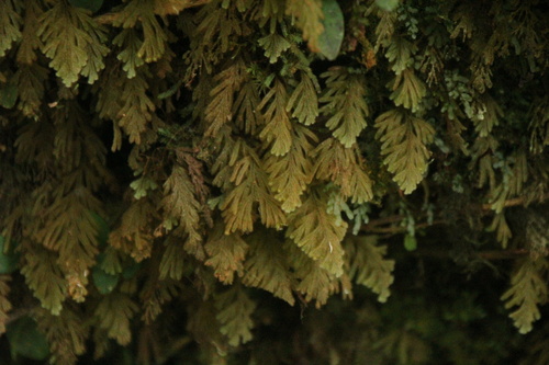 Hymenophyllum pilosissimum observed 2024-03-10