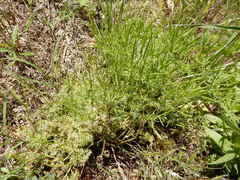 Scandix pecten-veneris