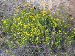 Hypericum empetrifolium