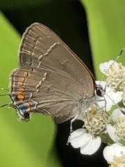 Satyrium favonius