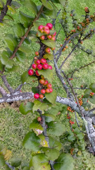 Xylosma spiculifera