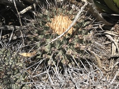 Thelocactus rinconensis