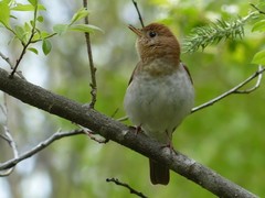 Catharus fuscescens