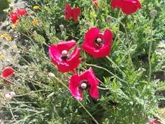 Papaver umbonatum