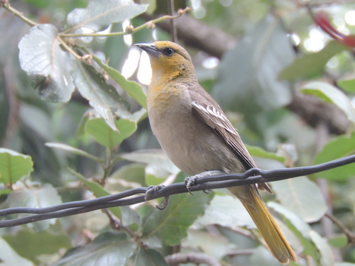 Black-backed Oriole