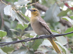 Icterus abeillei