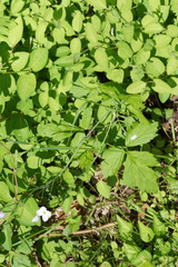 Cardamine pratensis