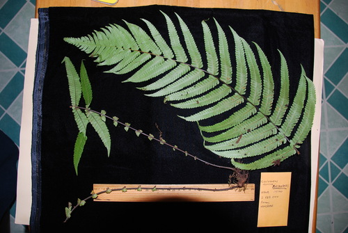 Sphaerostephanos maemonensis observed 2010-02-02