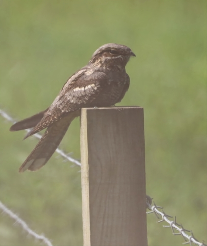 Chotacabras europeo (Caprimulgus europaeus)
