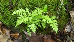 Cystopteris protrusa