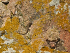 Podarcis carbonelli berlengensis