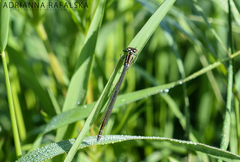 Coenagrion