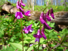 Lathyrus vernus