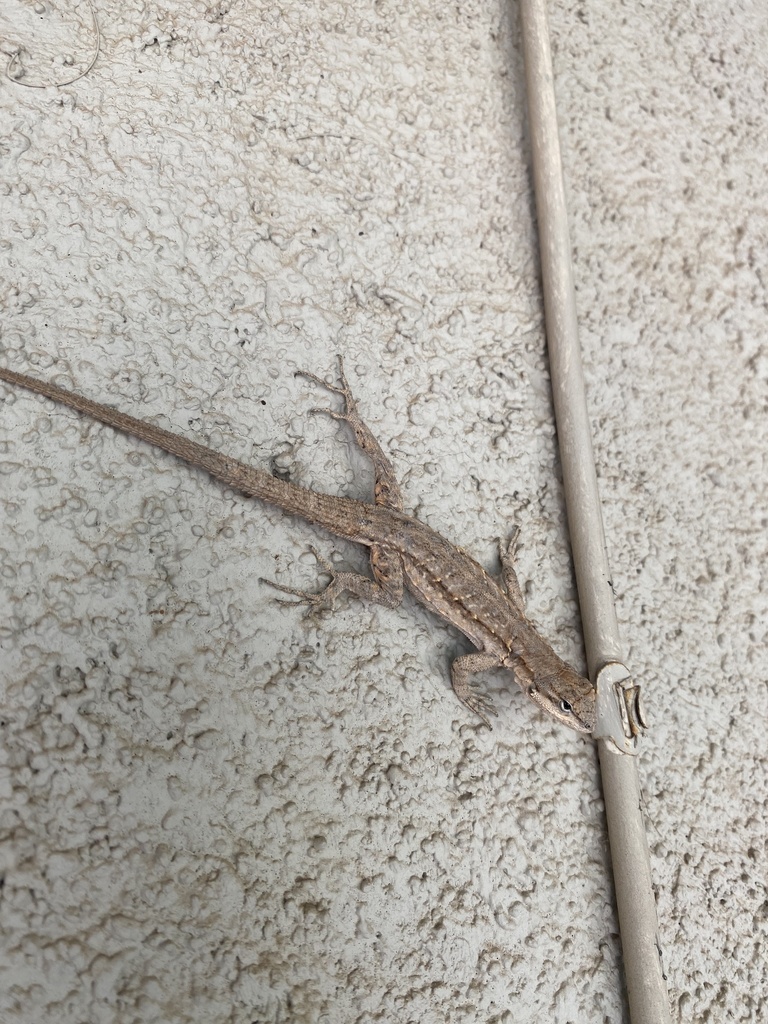 Ornate Tree Lizard in May 2024 by Salvador Cabrera · iNaturalist