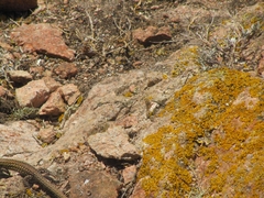 Podarcis carbonelli berlengensis