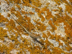 Podarcis carbonelli berlengensis