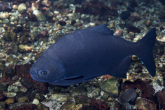 Small-Scaled Pacu photo 1