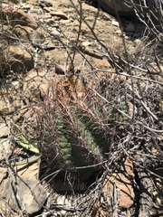 Thelocactus bicolor