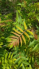 Sorbaria sorbifolia