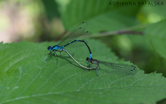 Coenagrion