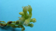 Discyphus scopulariae