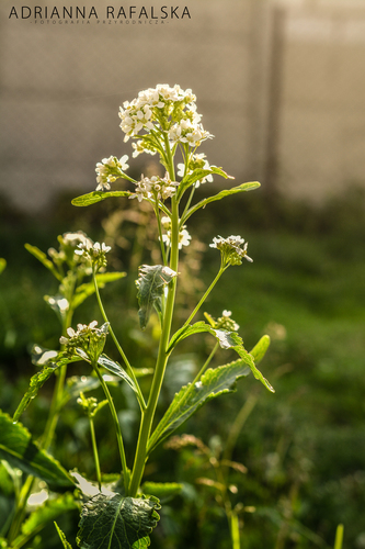 Valgomasis krienas nuotrauka