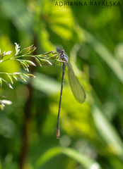 Coenagrion