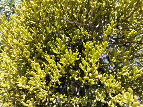 Image of Phoradendron densum by (c) Tereso Hernández Morales, some rights reserved (CC BY)
