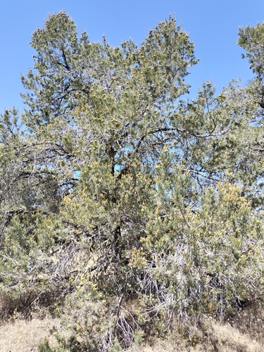 Parry pinyon (Pinus quadrifolia)
